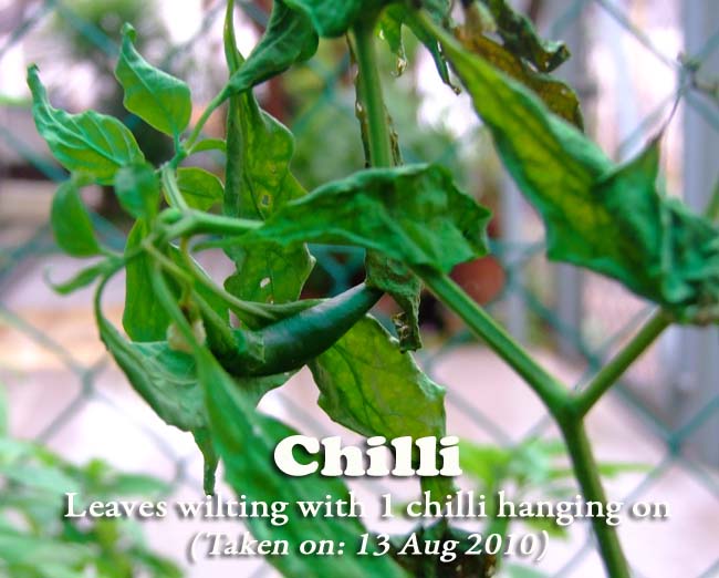 My Sunny Happy Garden A Lesson on Impermanence